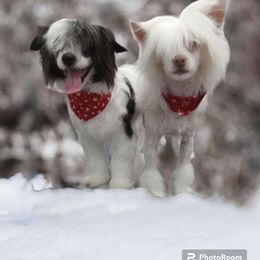 Jill - Chinese Crested