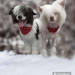 Jill - Chinese Crested