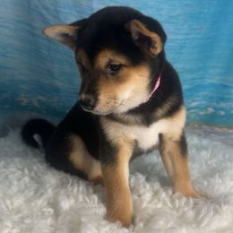 Akari - Black and tan female Shiba Inu puppy in Inverness, Florida from Shore Thing Shiba’s