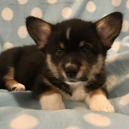 Pembroke Welsh Corgi puppies from Smiling Corgis