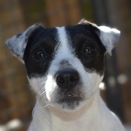 Priss - Jack Russell Terrier