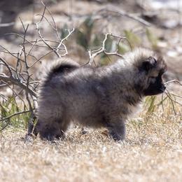 Pomsky Puppies from New World Pomskies