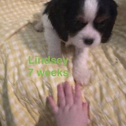 Lady Rose(Lindsey) - Tri-color female Cavalier King Charles Spaniel puppy in Broken Arrow, Oklahoma from Cavalier King Charles Heartland
