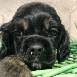 "B/T cocker M" Cavalier King Charles Spaniel and Cocker Spaniel Puppies from Encore Cockers
