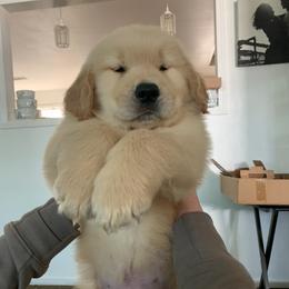 Golden Retriever Puppies from UnrivaledGoldens