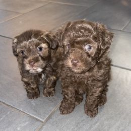 Shihpoo Puppies from Windy Acres Shihpoos