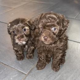 Shihpoo Puppies from Windy Acres Shihpoos