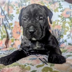 Molosser (Bully x) Puppies from Riot River Mastiffs