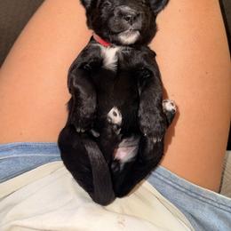 Bernedoodle Puppies from NOB Bernedoodles
