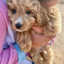 Chessy - Cream male Goldendoodle puppy in Tucson, Arizona from Ever After Doodles Arizona