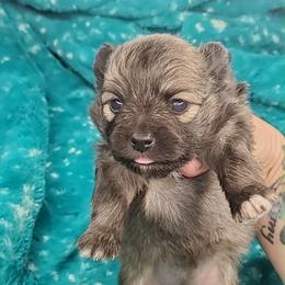 Girl 5 - Orange sable female Pomeranian puppy in Tulsa County, Oklahoma from CP Kennels