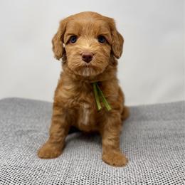 Emerald - Caramel male Australian Labradoodle puppy in Sacramento, California from Little Farmstead Labradoodles