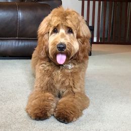 Lexie - Australian Labradoodle