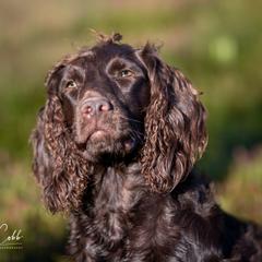 Boykin Spaniels from Cedarway Boykins