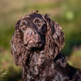 Boykin Spaniels from Cedarway Boykins