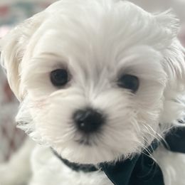 Boy 3. "Bijou" - White Maltese puppy in Haslet, Texas from Carisma Maltese