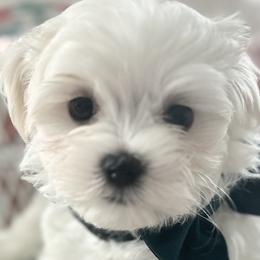 Boy 3. "Bijou" - White Maltese puppy in Haslet, Texas from Carisma Maltese