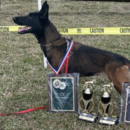 Belgian Malinois and Dutch Shepherds from Berserkermalinoiskennel