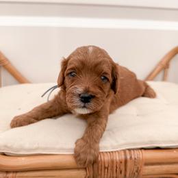 Biscuit - Red male Cavapoo puppy in Apache Junction, Arizona from Coffey House Doodles