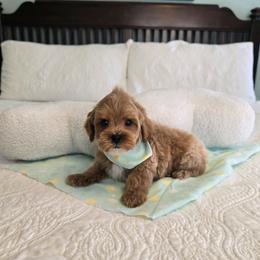 Richard - 1 lb 15 oz - Red  male Goldendoodle puppy in Floyd, Virginia from Hearts and Paws Poodles and Doodles