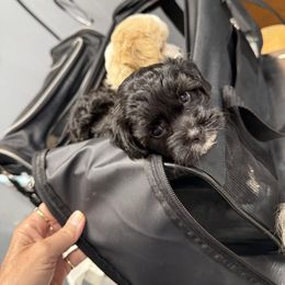 Boy - Black and white male Shihpoo puppy in Cottondale, Florida from Pat’s precious puppies