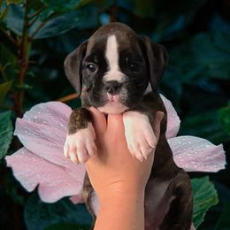 Yellow brindle girl  5 - Brindle female Boxer puppy in Red Boiling Springs, Tennessee from Silver Rain