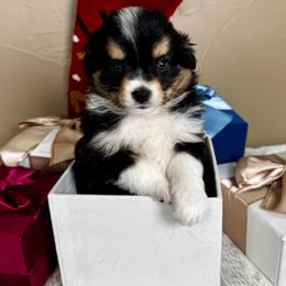 Stocking - Black tri male Toy Australian Shepherd puppy in Tonasket, Washington from V5 Aussies