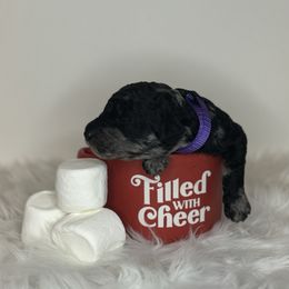 Annabelle - Merle female Goldendoodle puppy in Fairmount, Georgia from Muscadine Meadows Farm