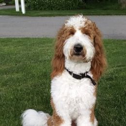 Goldendoodles from Goldendoodles of Arizona