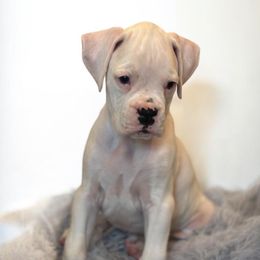 Bronx - White male Boxer puppy in Brock, Texas from Tommaso AKC Boxers