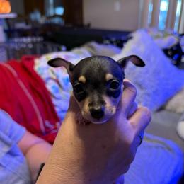Riley pup 1 - White black and tan female Toy Fox Terrier puppy in Clermont, Florida from Debbie Hiles's Toy Fox Terriers