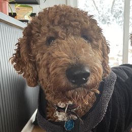 Carhartt - Aussiedoodle