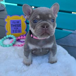 Rachel - Tricolors female French Bulldog puppy in South Bend, Indiana from Furever Faithful Frenchies LLC