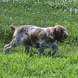 Gordon Setter and Spinone Italiano Puppies from Spinsetters