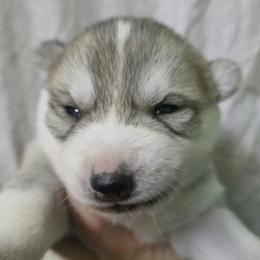 Boy1 - Gray and white male Siberian Husky puppy in Oscoda, Michigan from Sstar