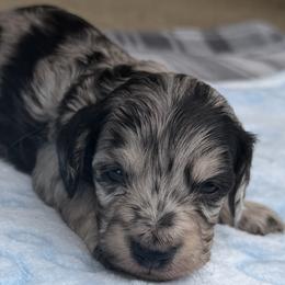 Chip - Black and cream male Dachshund puppy in Alexandria, Kentucky from Turner's Bluegrass Wiener's