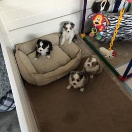 Miniature Australian Shepherd, Shih Tzu, and Toy Australian Shepherd Puppies from River Springs Aussies