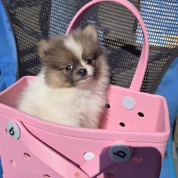 Pomeranian Puppies from Mary's Pomeranians