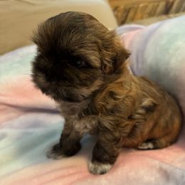 Lincoln - Brindle male Shih Tzu puppy in Bluffton, South Carolina from Cuddly Coastal Cuties