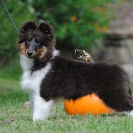 Kinky - Shetland Sheepdog