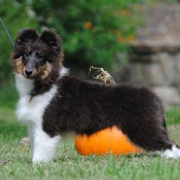 Kinky - Shetland Sheepdog