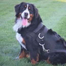 Bernese Mountain Dogs from Jeremy's Bernese Mountain Dogs