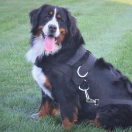 Bernese Mountain Dogs from Jeremy's Bernese Mountain Dogs