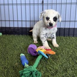 Dawn Long Coat Dalmatian - White and black female Dalmatian puppy in Sedalia, Missouri from Missouri Dalmatians