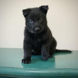 Pink - Black female German Shepherd puppy in Pendleton, South Carolina from DogSmith Purebreds
