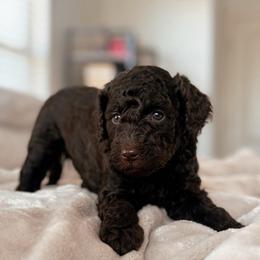 Sunday, Girl - Chocolate female Goldendoodle puppy in Maricopa, Arizona from Desert Ridge Doodles