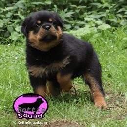 Girl 1 - female Rottweiler puppy in Shepherdsville, Kentucky from Rottie Squad Kennel