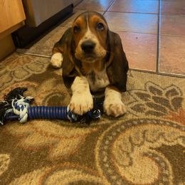 Basset Hound and Dalmatian Puppies from Lazy B Bassets and Dalmatians