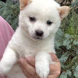 Girl 2 - Cream female Shiba Inu puppy in Winthrop, Minnesota from Kayobi Shibas