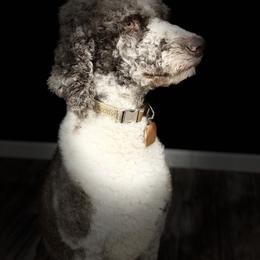 Old English Sheepdog, Poodle, Sheepadoodle, and Yorkipoo All Grown Up from Love Tallulah Sheepadoodles LLC